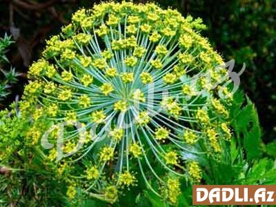 Kasnının tərkibində kalsium, maqnesium, fosfor, dəmir, A1, B1, B2, C, E vitaminləri vardır