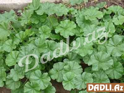 Əməköməncinin faydaları