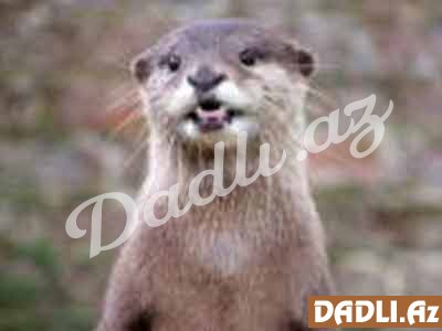 Hindu bürcünüz və mənası - Su Samuru