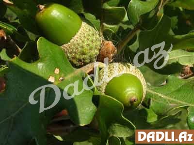 Palıd qozalarının qeyri-adi müalicəvi xüsusyyətləri