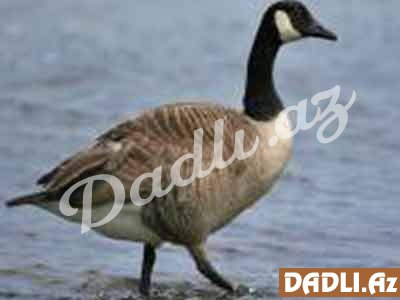 Hindu bürcünüz və mənası - Vəhşi Qaz