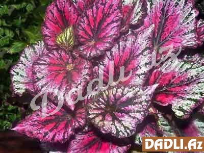 Beqoniya bitkisi haqqında