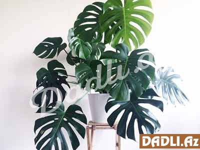 Monstera bitkisi haqqında