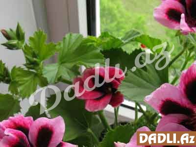 Ətirşah: ev həkiminin xeyirli xüsusiyyətləri