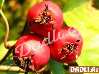 Yemişan - təbii ürək dərmanı