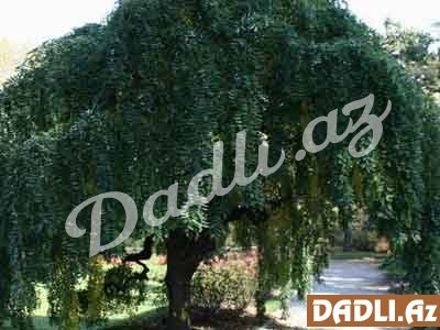 Öldürən bitki – Sofora