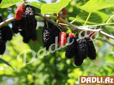 Tutun xeyirli xüsusiyyətləri