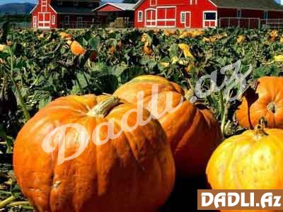 Balqabaq tumynun faydaları