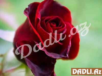 Qızılgülün faydaları