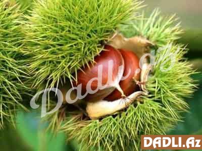 Şabalıdın faydaları