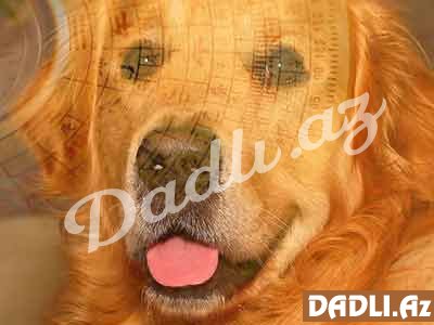 2018-ci il kimin ilidir? 2018 - hansı heyvanın ilidir?