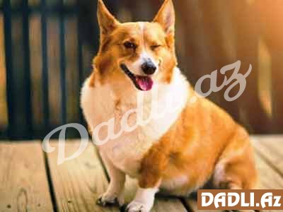 Sarı Torpaq İti 2018-ci ildə nə gətirəcək?