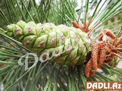 Şam ağacının qozaları saçları uzadır