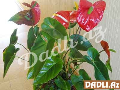 Otaq bitkilərinin bu ziyanını bilirdinizmi?