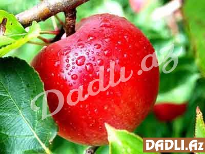 Alma-Malus Domestica