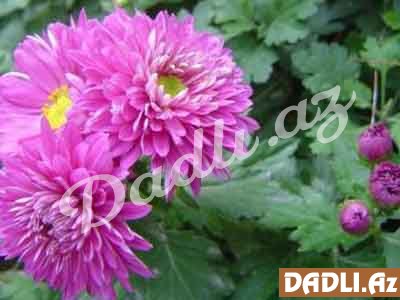 Xrizantem (Payızgülü)