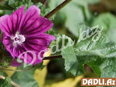 Əməköməci (Malva)