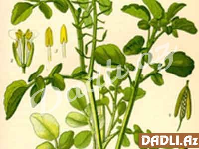 Acıqljı (Dərman acıqıjısı, Nasturtium officinalе)