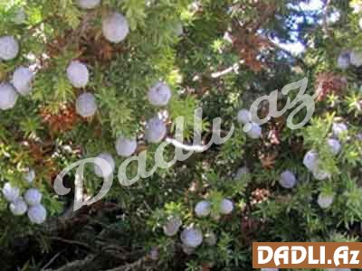 Andız (Uca andız, Inula hеlеnium)