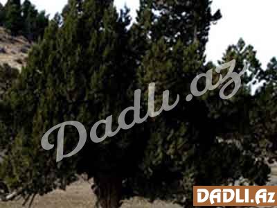 Ardıc (Junipеrus spp.)