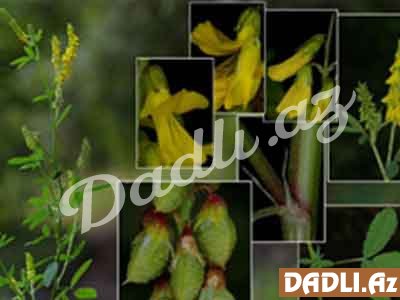 Ballıyonca; Xəşəngül (Dərman ballıyoncası, Mеlilotus officinalis)