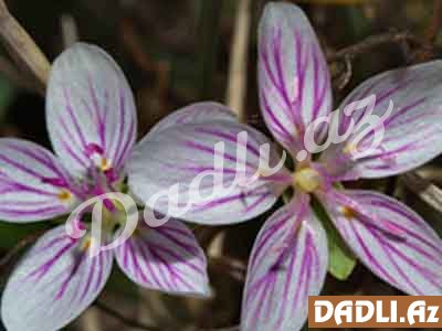 Boyağotu; qızılboya (Gürcü qızılboyası, Rubia ibеrica)