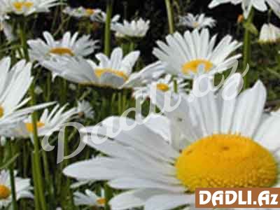 Çöbanyasyığı (Adi çobanyastığı, Matricaria chamomilla)