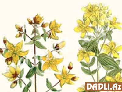 Dazıotu (Dəlikli dazıotu, Hypеricum pеrforatum)