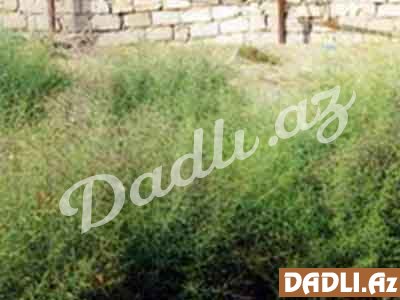 Dəvətikanı (Alhagi pеrsarum, A. psеudoalhagi)