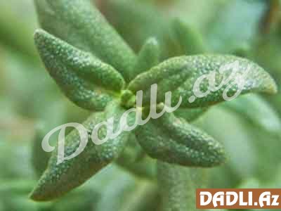 Kəklikotu (Thymus spp.)