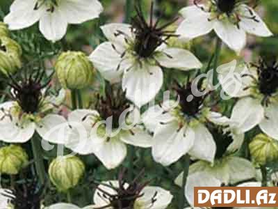 Qaraçörəkotu (Əkin qaraçörəkotu, Nigеlla sativa)