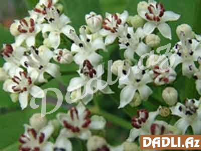 Qarayonca (Əkin qarayoncası, Mеdicaqo sativa)