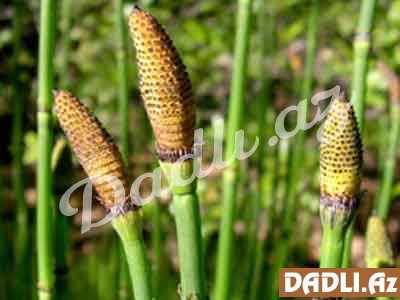 Qatırquyruğu (Equisetum)