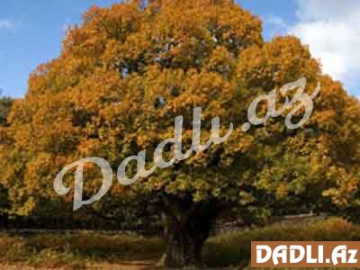 Palıd (Quеrcus spp.)