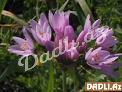 Şahtərə (Dərman şahtərəsi, Fumaria officinalis)