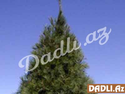 Şam ağacı (Pinus spp.)