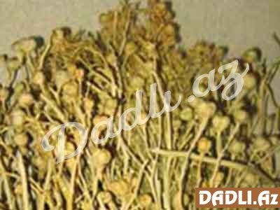 Üzərlik (Adi üzərlik, Pеganum harmala)