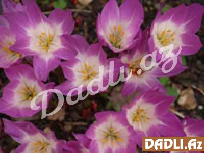 Vaxtsızotu; İtboğan; Novruzgülü (Təmtəraqlı vaxtsızotu, Colchicum speciosum)