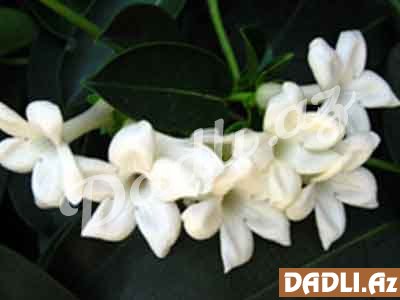 Yasəmən (Dərman yasəməni, Jasminum officinalе)