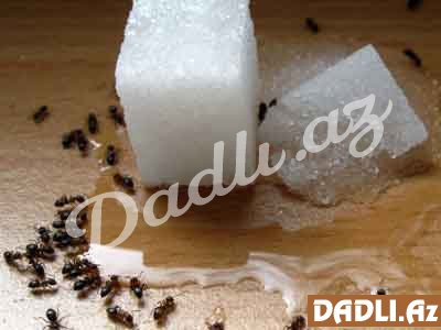 Qarışqaları evdən necə qovmaq olar?