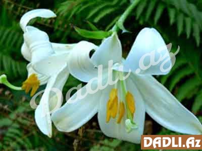 Zanbaq (Ağ zanbaq, Lilium candidum)