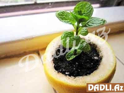 Limon qabığını atmayın. İçində bitki yetişdirin...