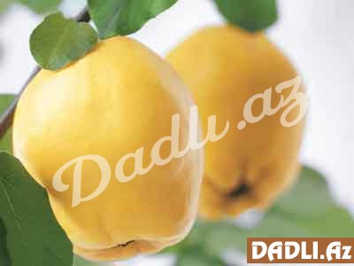 Hər dərdə dəva olan heyvanın faydaları