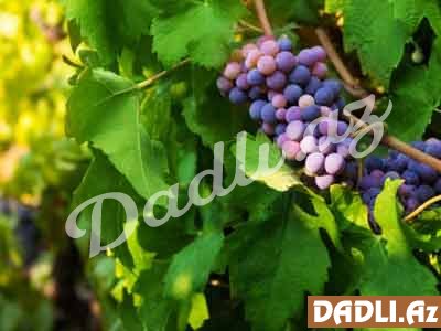 Üzüm yarpaqlarından çay. Çox faydalı!