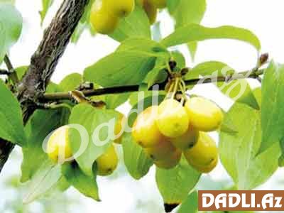 Sarı zoğal - Faydaları və müalicəvi təsiri