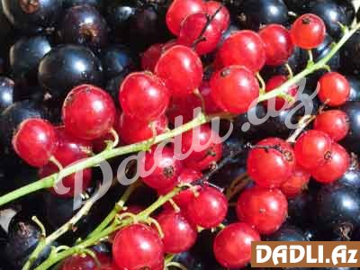 Hansı qarağat daha faydalıdır: qırmızı yoxsa qara?