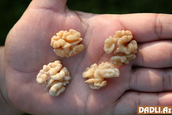 Ocaqda Gəncə paxlavası resepti - FOTO RESEPT