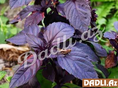 Padşahlar otunun çoxsaylı faydaları