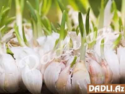 Cücərən sarımsaq yeyilə bilərmi?