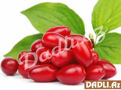 Zoğalın xalq təbabətində istifadəsi